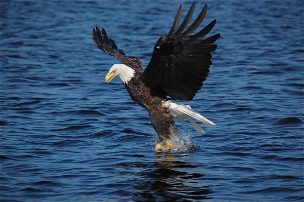eagle_catching_fish_0024