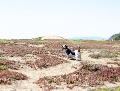 Trip to Fort Funston