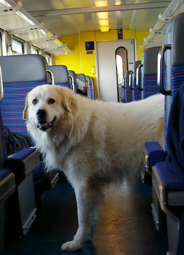在火車上碰到的超級大狗!
