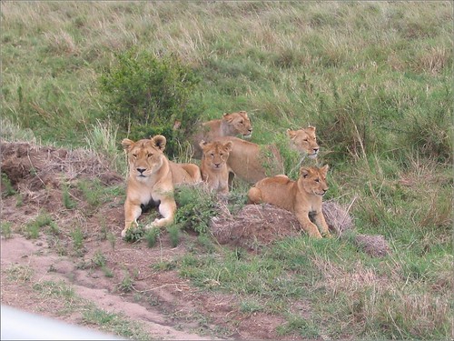 你拍攝的 86 Masai Mara - Lion。