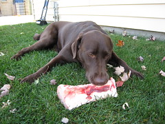 Cheyenne eating a bone