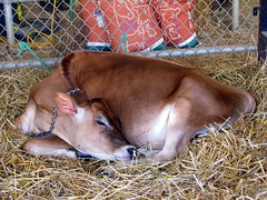 100 Things to see at the fair outtake: Sleeping calf