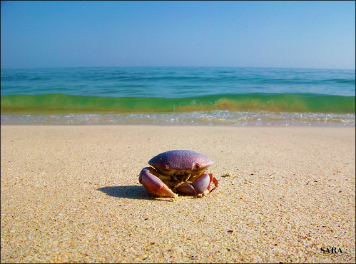 Sunbathing crab