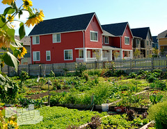 Seattle's High Point provides community gardens on a redevelopment site, without scarificing density (by: Doug Scott, AIA)