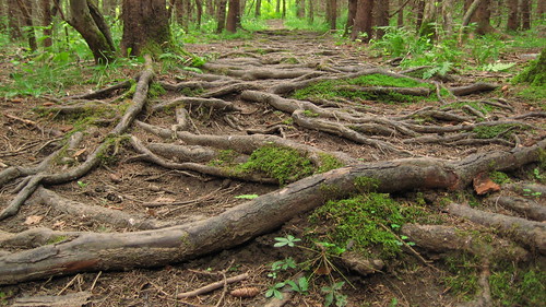 Roots on the Trail