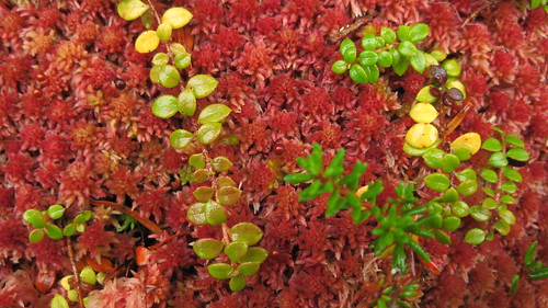 The Moss is Crimson Now