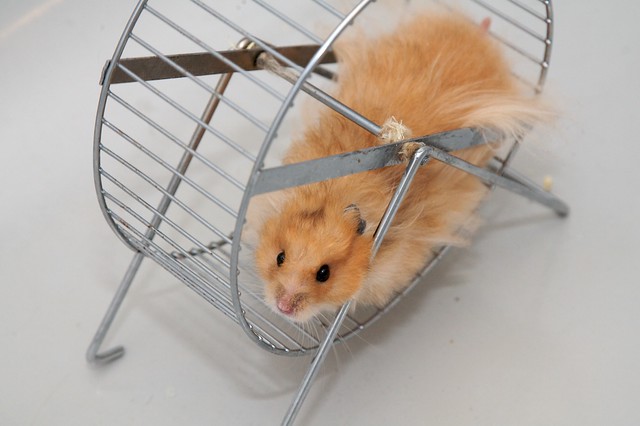 Про похудание Hamster wheel