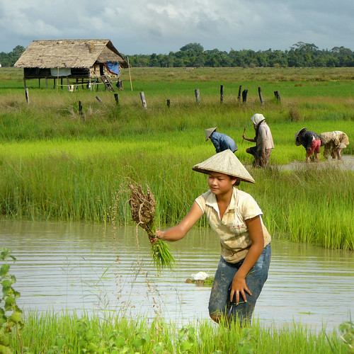 Rice farming in Laos