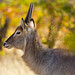 Young male Waterbuck