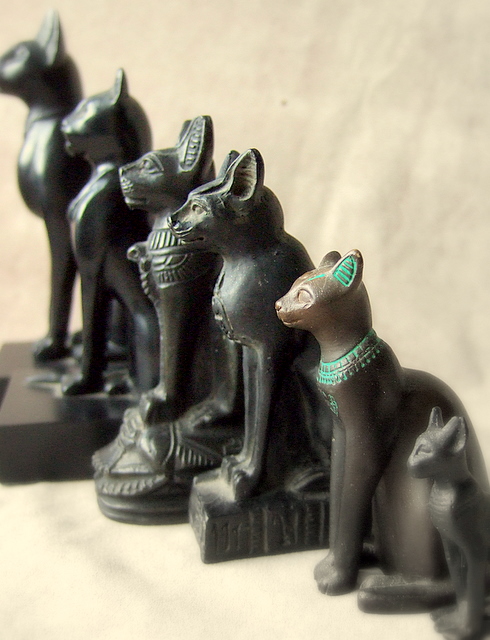 Black cats - Egyptian brothers