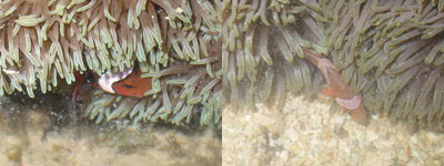 Fish3-Amphiprion ocellaris (Kusu, Hantu)