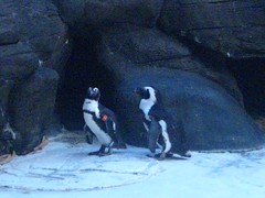 Penguins in Hawaii