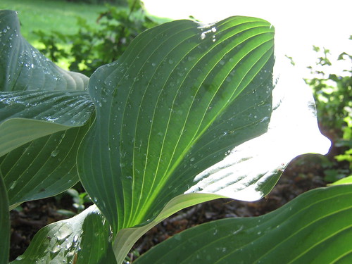 wavy leaf
