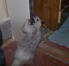 Pua checks out the new closet doorway