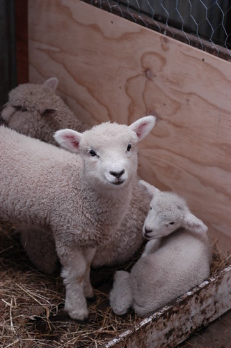 lamb cuteness