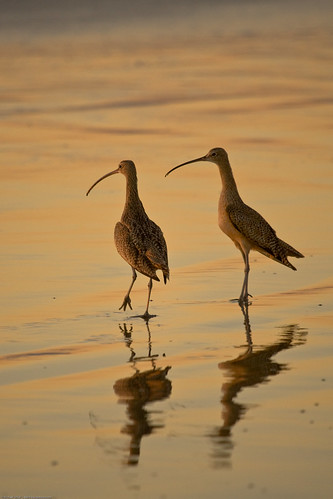 Long-billed Curlew (Numenius americanus) birds on Morro Strand State Beach during a golden sunset. Also characteristic of Montana de Oro area to the south. | Flickr