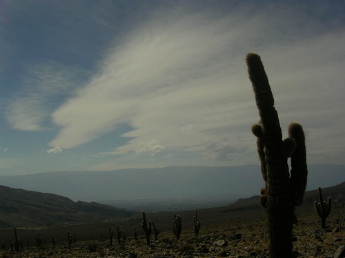 cacti and sky