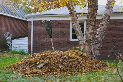 Back yard leaves