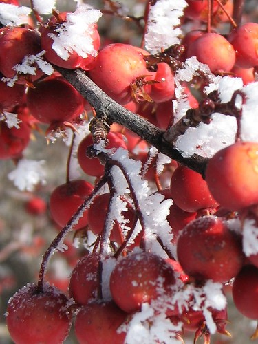 crabapples and snow