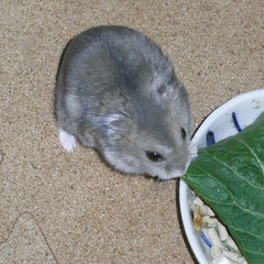 小松菜を食べるコー太