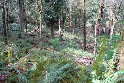 The way Seattle's natural forest glades looked before blackberry took over, green ferns, Seward Park, Seward Island, Seattle, Washington, USA by Wonderlane