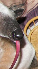 close up anteater tongue