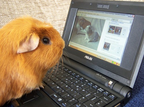 This guinea pigs finds PDRater easy to use!