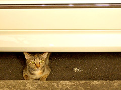 Cat under parked car