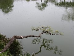 水面に映る松の写真