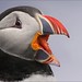 Puffin - Iceland