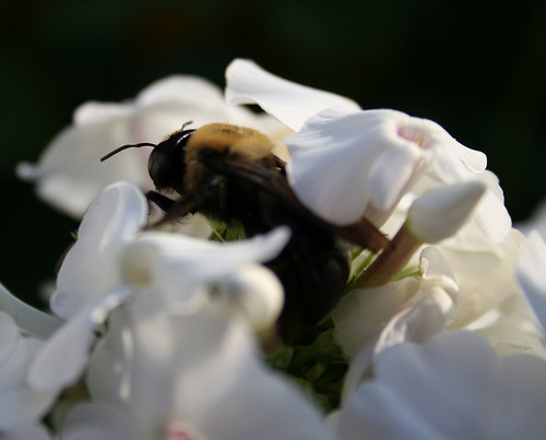Bumble Bee in phlox