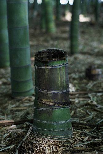 a bamboo stock