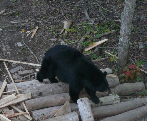 Bear on logs