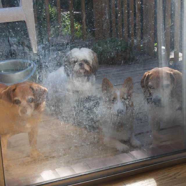 I really need to clean my patio door...