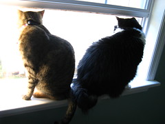 Maggie and Josie in the bedroom window