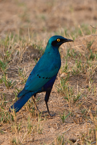 Cape Glossy Starling - Kruger, Day 1