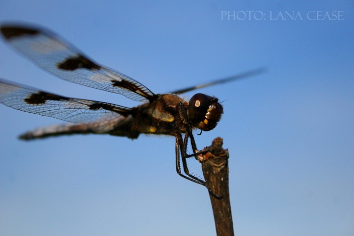 08-12-dragonfly1