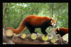 Panda Base, Chengdu China 2/08 ..panda adoption