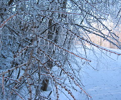 young tamarack with icicles (2)