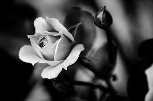black and white flowers. Black and White Flower
