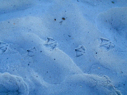Tracks of a Shore Bird--med