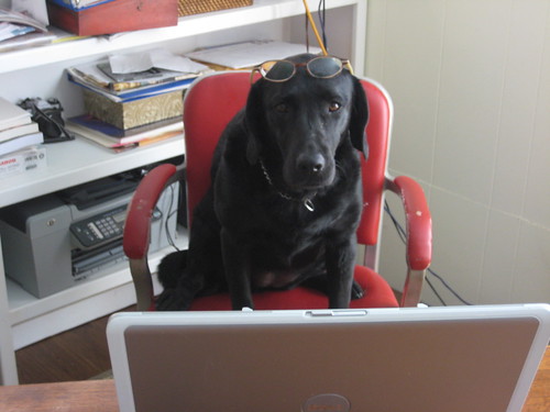 It's "Take Your Dog to Work Day"