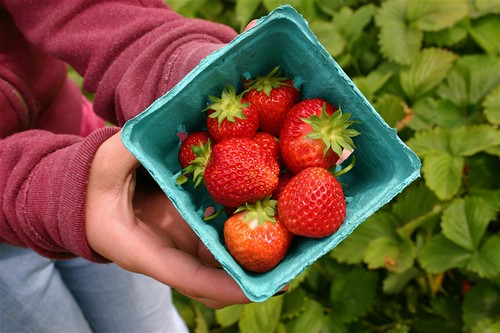 Oregon strawberries, fresh in the field