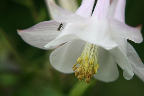 Insekt på blomma