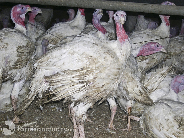 Factory farmed turkeys