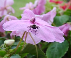 fly impatiens