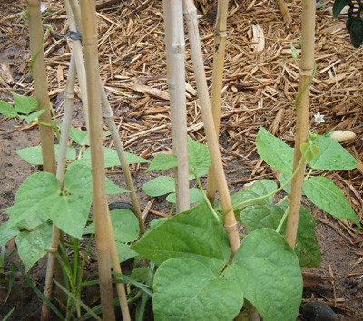 Green Beans Growing Pictures