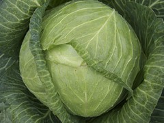 White cabbage