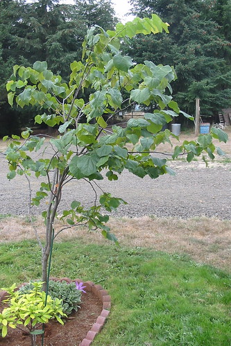 oct 1 2008 - red bud tree