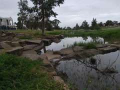 The mighty, mighty Mawson Lakes river!